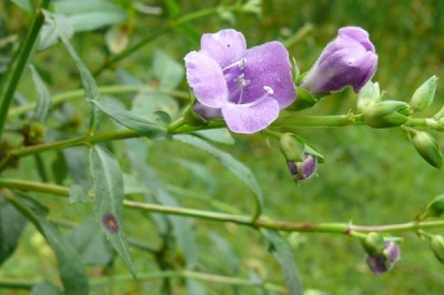 Cây Vừng đất. Artanema longifolia - Cây Thuốc Nam Quanh Ta